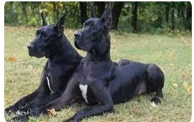 أهم 50 تفسير لحلم الكلاب السوداء للمتزوجة أهم 50 تفسير لحلم الكلاب السوداء للمتزوجة دائما ما تسبب هذه الرؤية رهبة للإنسان وخوفه من شيء عند رؤيته