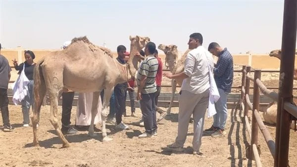 بحوث الصحراء : نتطلع لتوسيع نطاق البرامج وتعزيز الشراكات مع الجامعات والمؤسسات بدأت اليوم دورة تدريبية لطلاب كلية الطب البيطري بجامعة الملك سلمان في
