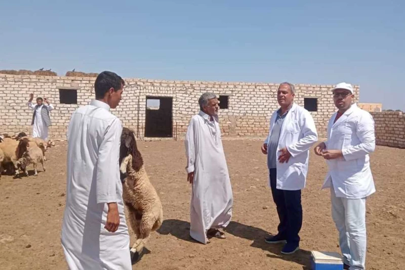 استمرار فعاليات الحملة القومية للتحصين ضد مرضى الحمى القلاعية والوادي المتصدع ب مطروح تابع اللواء خالد شعيب محافظ مطروح، اليوم استمرار فعاليات الحملة