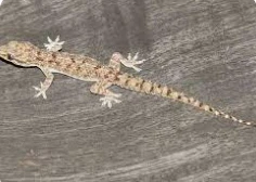 تعرف على تفسير حلم البرص لابن سيرين تفسير حلم البرص، تعتبر رؤية البرص من الرؤى المكروهة عند الفقهاء، فسواء كان البرص كبيرا أم صغيرا أو تعددت ألوانه وصفاته، فهو لا يلقى استحسانا في