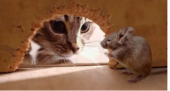 ما هو تفسير حلم القطط والفئران لابن سيرين؟ تفسير حلم القطط والفئران، من الأحلام التي تسبب القلق والتوتر فكما نعلم أن الفئران من القوارض الغير محببة