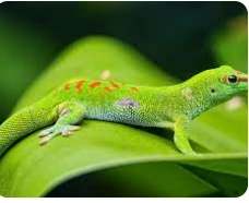 ما تفسير السحلية في المنام لابن سيرين؟ السحلية في المنام، لا تعتبر السحلية من الرؤى الجيدة عموما، فلقد ذهب الفقهاء إلى القول بأن السحالي ترمز إلى