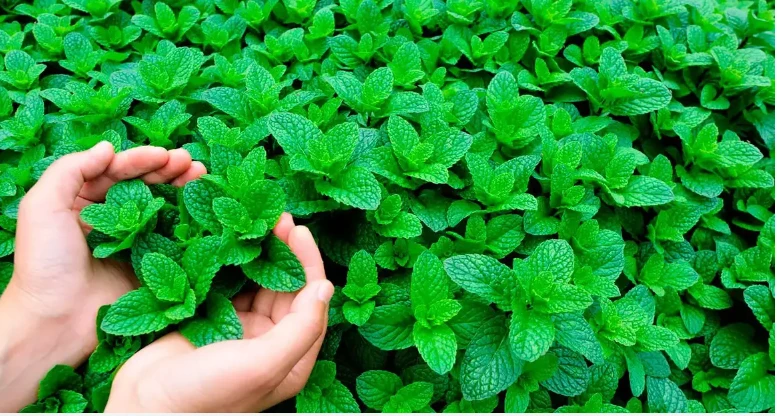 ما هو تفسير النعناع في المنام لابن سيرين؟ النعناع في المنام، يشير النعناع إلى العديد من التفسيرات والمعاني المختلفة التي تحمل إشارة إيجابية مفرحة أو