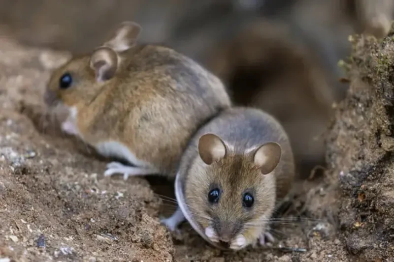 معلومات صادمة عن وباء مرتقب يهدد البشرية.. ٤ حالات وفاة حتى الآنأعلنت السلطات الصحية في الولايات المتحدة عن وفاة أربعة أشخاص بمرض خطير ينتشر بين الفئران ويمكن أن ينتقل إلى البشر، د