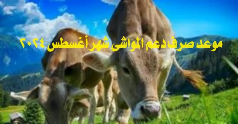 موعد صرف دعم المواشي شهر أغسطس 2024 وشروط الحصول على الدعمتسعى وزارة البيئة والمياه والزراعة في المملكة العربية السعودية إلى تعزيز تربية الأنعام والحفاظ على الثروة الحيوانية، التي 