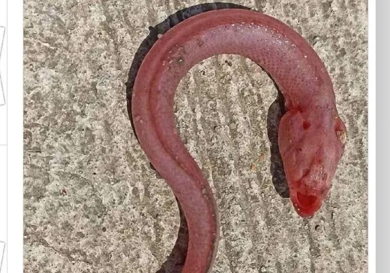 أنباء عن ظهور الثعبان الأعمى على شواطئ بورسعيد بعد انحسار المياه اعرف الحكايةأنباء عن ظهور الثعبان الأعمى على شواطئ بورسعيد بعد انحسار المياه اعرف