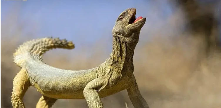 ما تفسير حلم الضب لابن سيرين؟ تفسير حلم الضب، يرى الكثير من المفسرين أن لا خير في رؤية الضب، وهو مكروه عند غالبية الفقهاء، والضب يرمز إلى الفساد وسوء الخلق والدناءة والحقد وقلة الح