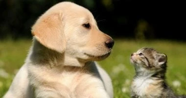 7 نصائح للحفاظ على سلامة الحيوانات الأليفة فى الطقس الحار المرأة والمنوعات شاهد المقال التالي من صحافة مصر عن 7 نصائح للحفاظ على سلامة الحيوانات