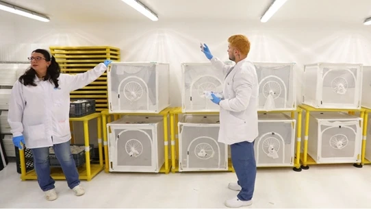 العلاج بالبعوض - مصنع حشرات في كولومبيا يقضي على حمى الضنك بالبلاد عربي21 لايت شاهد المقال التالي من صحافة قطر عن العلاج بالبعوض مصنع حشرات في