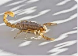 أهم تأويلان ابن سيرين لرؤية العقرب في المنام وقتلها رؤية العقرب في المنام وقتلها واحدة من الرؤي المحيرة التي تحمل في تفاصيلها العديد من التفسيرات