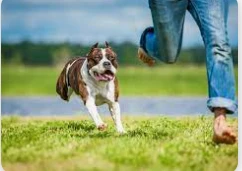 تفسير رؤية الكلاب تلاحقني في المنام لابن سيرين تفسير رؤية الكلاب تلاحقني في المنام لابن سيرين ، هناك أحداث طيبة وأخرى مزعجة تطارد النائم في حلمه، وإن