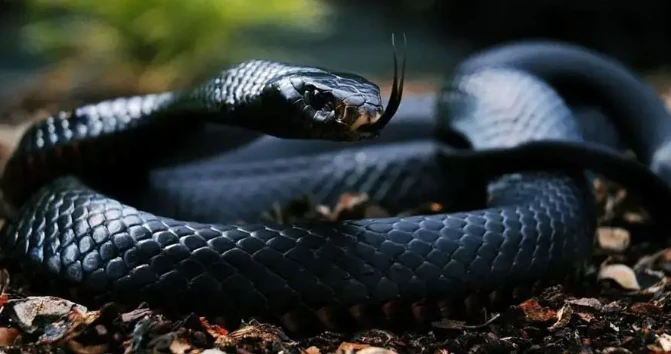 تعرف على تفسير حلم الثعبان الأسود يطاردني و في البيت و حلم الثعبان الأسود وقتله تفسير حلم الثعبان الأسود يطاردني، رؤية الثعبان الأسود في المنام تثير