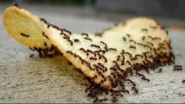 ينتشر في الصيف.. طرق علاج لدغات النمل تعانى الكثير من الأسر من انتشار النمل في المنزل خلال فصل الصيف مما يعرض الأطفال والكبار للإصابة بلدغات هذه الحشرة.ووفقا لما ذكره موقع نعرض لكم