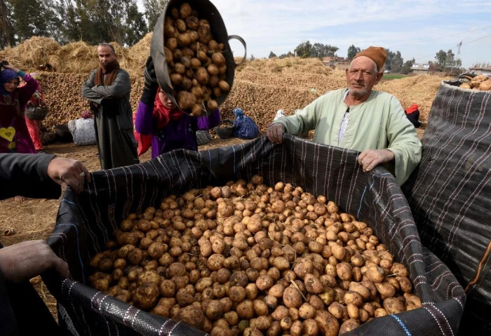 فلوس التصدير أهم، أزمة البطاطس تورط نقيب الفلاحين: بدلوها بالملوخية ما إن تنتهي أزمة من أزمات السلع والمنتجات الاستهلاكية والزراعية في مصر، حتى