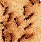 ما تفسير حلم النمل لابن سيرين؟ تفسير حلم النمل، إن رؤية النمل من الرؤى المعقدة في تأويلها والتي يثار حولها جدل وخلاف بين دائرة كبيرة من الفقهاء، وذلك