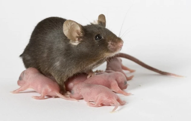 لرؤية الفئران في الحلم تأويلات ابن سيرين الفئران في الحلم، الفأر هو نوع من القوارض منتشر جدا في العالم ويسبب عدم الراحة للعديد من الناس إذا تواجد في