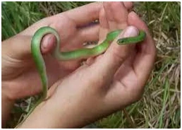 تعرف على تفسير حلم الثعبان الصغير لابن سيرين تفسير حلم الثعبان الصغير، تعتبر رؤية الثعابين من الأمور التي تشعر أغلب الأفراد بالاضطراب وعدم الاطمئنان