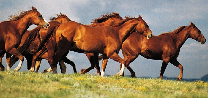 أمثال وحكم عن الناس الأصيلةأمثال وحكم عن الناس الأصيلة كبيرة ومميزة بما يفدي كل شخص يرغب في التعرف إلى أجمل الأمثال والحكم من أجل مشاركتها على منصات التواصل الاجتماعي، حيث سنقدم لك