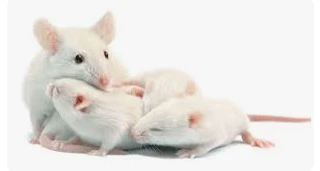 تفسير حلم الفار لكبار علماء التفسير تفسير حلم الفار لكبار علماء التفسير يبحث عنه الكثيرون مما يصيبهم القلق حيال هذا الحلم، وبالفعل فإنها من الرؤى ليست المحمودة والتي ترمز إلى وجود 