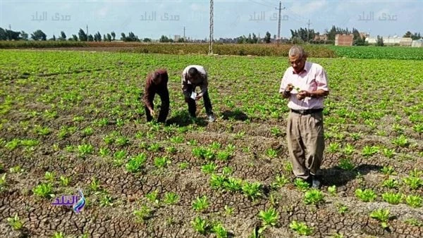 التموين: دراسة احتياجات المواطنين من المحاصيل الاستراتيجية لتحديد الكميات المطلوبة منهاأكد الدكتور شريف فاروق وزير التموين، أن الفترة الحالية تشهد تعاونا وتنسيقا كاملا، بين وزارتي 