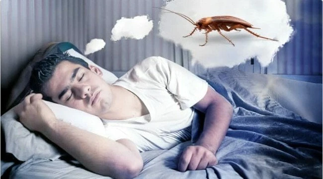 تفسير رؤية حشرات بالمنام لابن سيرين منوعات الاسبوع شاهد المقال التالي من صحافة مصر عن تفسير رؤية حشرات بالمنام لابن سيرين، تفسير رؤية حشرات بالمنام