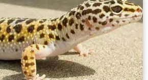 أهم 100 تفسير لرؤية الوزغ في المنام لابن سيرين أهم 100 تفسير لرؤية الوزغ في المنام لابن سيرين، رؤية الوزغ أو البرص من الأحلام السيئة فهو من الحيوانات