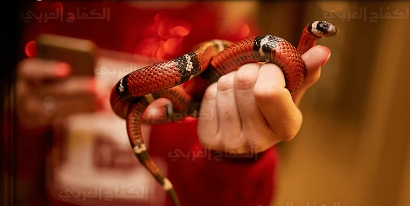 ما تفسير هجوم الثعبان في المنام لابن سيرين؟ هجوم الثعبان في المنام، إن الثعابين مكروه عند أغلب الفقهاء، ولا خير في رؤيتها بكافة ألوانها وأشكالها، والثعابين ترمز إلى الأعداء، ويكون 