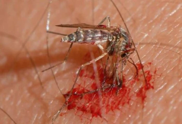 بعد تفشيها في إسرائيل، الحكومة تتخذ إجراءات وقائية لمحاصرة حمى غرب النيل أعلن الدكتور شريف حتة، استشاري الطب الوقائي والصحة العامة، اتخاذ مصر سلسلة