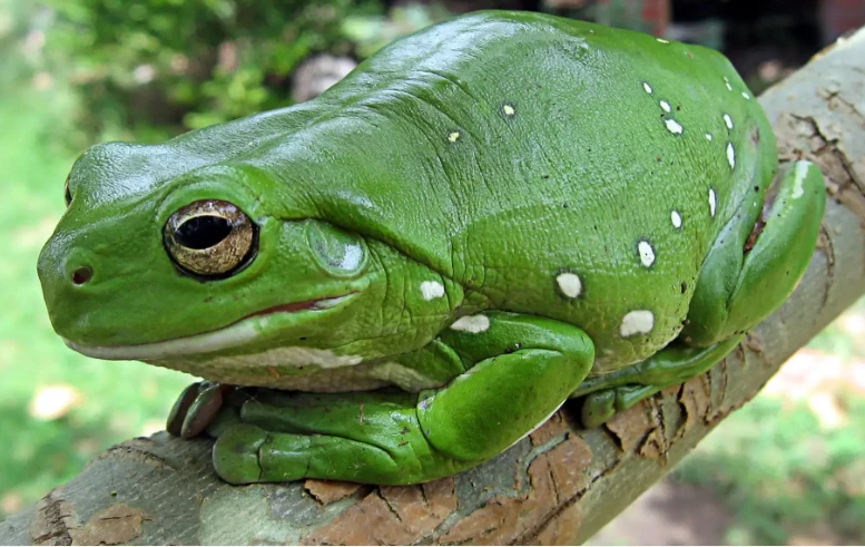 تعرف على تفسير حلم الضفدع لابن سيرين تفسير حلم الضفدع، تتنوع تفسيرات منام الضفدع وفقا للعديد من الظروف الواردة في الرؤية والتي منها لون الضفدع سواء