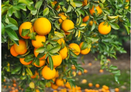 تفسير اعطاء البرتقال في المنام لابن سيرين إعطاء البرتقال في المنام يعد من الأحلام المستحبة وفقا لتأويلات أفضل المفسرين وأبرزهم ابن سيرين، حيث يشير