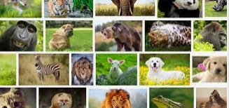 أهم 100 تفسير لحلم الحيوانات لكبار المفسرين تفسير حلم الحيوانات، الحيوان هو كائن حي له العديد من الأشكال والأنواع ويوجد الذي يعيش في البحر أو على