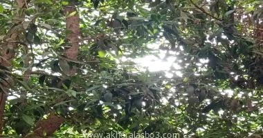 محمود سعيد برغش ابتعد الناس عن رب الناس وصاروا يتبعون الشهوات وملذات الدنيا وايضا اتبعون خطوات الشيطان بل يسيرون على طريقه الا من رحم ربي يحللون لانفسهم اعمالهم حتى تكون سهله وبسيط