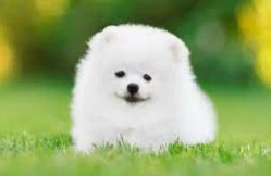 ما هو تفسير الكلب الصغير في المنام لابن سيرين؟ ما هو تفسير الكلب الصغير في المنام لابن سيرين؟ تعد الكلاب من الحيوانات الأليفة التي تصاحب الإنسان، فهي معروفة أنها وفية لأصحابها، لذا