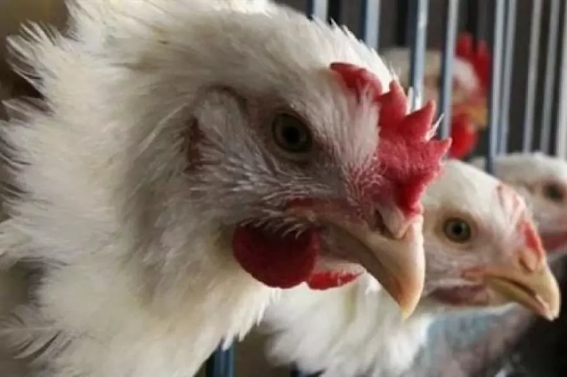 اسعار الفراخ البيضاء اليوم بورصة الدواجن الاحد 14 يوليو 2024 سعر كرتونة البيض شهدت أسعار الفراخ البلدي اليوم الأحد 14 يوليو 2024 ارتفاعا ملحوظا في