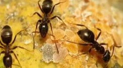 تفسير رؤية النملة في المنام لابن سيرين النملة في المنام من الأحلام التي تحمل عدد من التفسيرات المتنوعة منها ما ينذر بالخير ومنها ما ينذر بالشر، وأكد