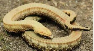 تعرف على تفسير حلم الثعبان مع الميت لابن سيرين تعرف على تفسير حلم الثعبان مع الميت لابن سيرين الثعبان أحد أنواع الزواحف التي يشعر الإنسان حيالها