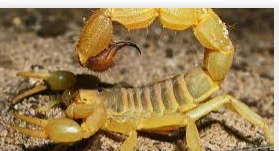 تفسير رؤية العقرب الصفراء في المنام لابن سيرين تفسير رؤية العقرب الصفراء في المنام، ما هو معنى لدغة العقرب الصفراء في الحلم؟، ولماذا حذر المؤولون من