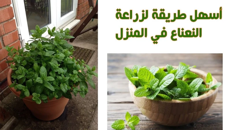 طريقة زراعة النعناع بالمنزل للاستمتاع به يوميا وبرائحته العطرة بمؤكولاتك ومشروباتك زراعة النعناع في المنزل تعتبر من التجارب الممتعة والمفيدة، حيث