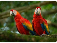 تفسيرات ابن سيرين لرؤية العصافير في المنام تفسير رؤية العصافير في المنام، هل رؤية العصافير الملونة في المنام تؤول بالمعاني والتفسيرات الحميدة؟، وما