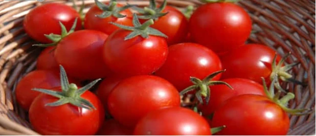 تعرف على تفسير الطماطم في المنام لابن سيرين تعرف على تفسير الطماطم في المنام لابن سيرين تعتبر رؤية الطماطم من الرؤى التي لها العديد من المعاني