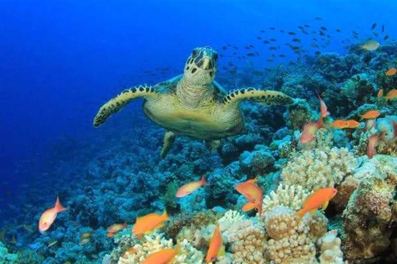 أعماق خلجان مرسى علم أماكن مميزة لغوص السائحين مع السلاحف البحريةجذبت أعماق الخلجان البحرية المنتشرة بطول شواطئ مرسي علم جنوب البحر الأحمر الآلاف من السائحين الأجانب من مختلف الحنس