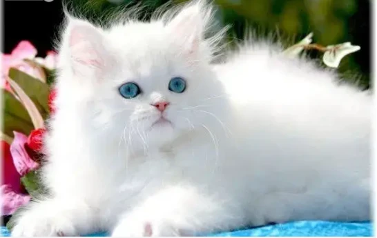 ما هو تفسير حلم القطة البيضاء لابن سيرين؟ تفسير حلم القطة البيضاء، لو رأيت القطة البيضاء يوما ما في منامك فعليك أن تتابعنا في ذلك المقال حيث يظهر منام هذه القطة العديد من الأمور ال