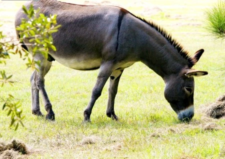 تعرف على تفسير الحمار في الحلم لابن سيرين و حلم الحمار يركض خلفي الحمار في الحلم، هل رؤية الحمار تبشر بالخير أم تنذر بالسوء؟ وما هي الدلالات السلبية