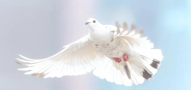 حكم عن السلام 40 ما حكم السلام في الاسلام؟يختلف تعريف السلام عند الأشخاص، ولكن يوجد تعريف عالمي متفق عليه وهو أن السلام هو الآلية التي تستخدم في فض