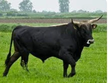 تفسير حلم الثور الاسود لابن سيرين تفسير حلم الثور الاسود قد يحمل للحالم العديد من الدلالات المرتبطة بحياته الآنية والمستقبلية، وذلك يتوقف على ما يحدث