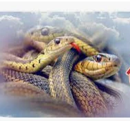 تفسير رؤية الحية في المنام للمتزوجة تفسير رؤية الحية في المنام للمتزوجة، تلك الرؤية لها الكثير من المعاني والدلالات البعض منها يحمل الخير والبعض