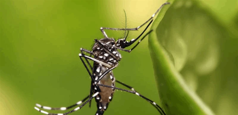 بعوضة تنقل حمى أخطر من كورونا.. تحذير من جائحة جديدة ستغزو العالم! صحة شاهد المقال التالي من صحافة لبنان عن بعوضة تنقل حمى أخطر من كورونا تحذير من جائحة جديدة ستغزو العالم!، أعلن م