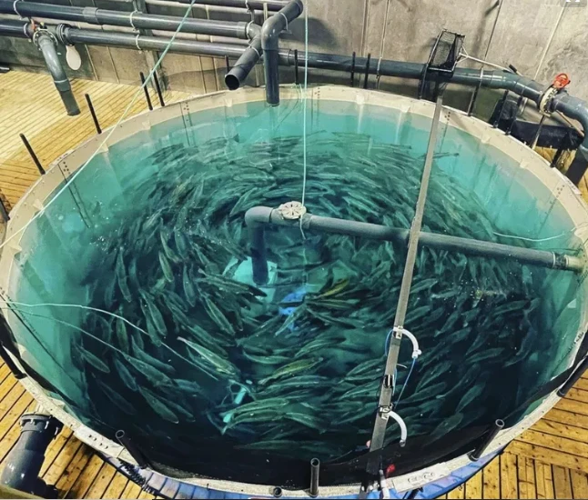 تعرف على تفسير حلم اصطياد السمك لابن سيرين تفسير حلم اصطياد السمك، السمك من الأطعمة الشهية التي يفضل تناولها الكثير من الناس في الحقيقة ولكن رؤيته في