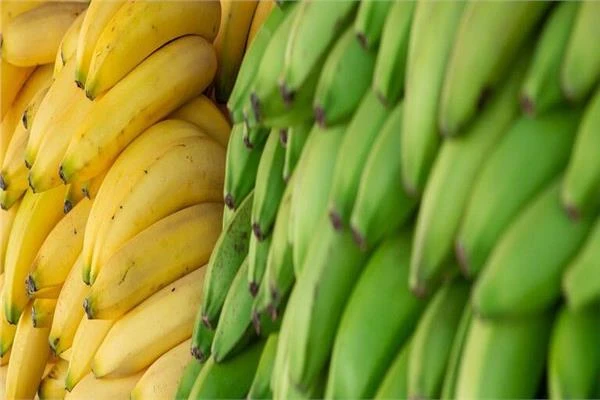 الموز الناضج والأخضر.. أيهما أفضل لمرضى السكري؟ متفرقات شاهد المقال التالي من صحافة مصر عن الموز الناضج والأخضر أيهما أفضل لمرضى السكري؟، الموز