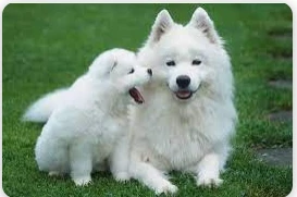 ما هو تفسير رؤية الكلاب البيضاء في المنام لابن سيرين؟ ما هو تفسير رؤية الكلاب البيضاء في المنام لابن سيرين؟ تحمل الكثير من التأويلات والدلالات منها